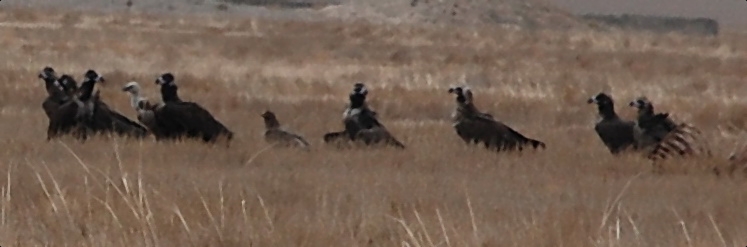 Cinereous (Black) Vulture - Aegypius monachus Linnaeus